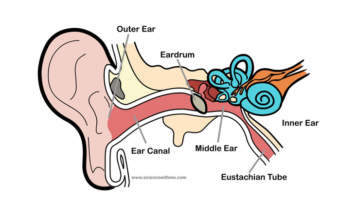 Diagram of Human Ear